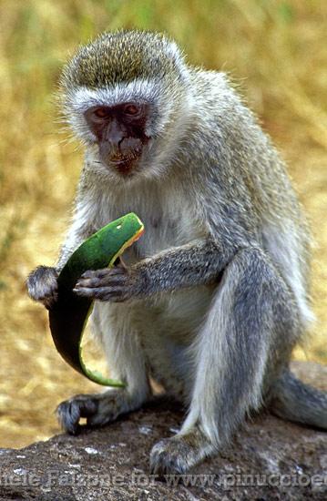 Monkey , Tarangire National Park, Tanzania, Africa.jpg